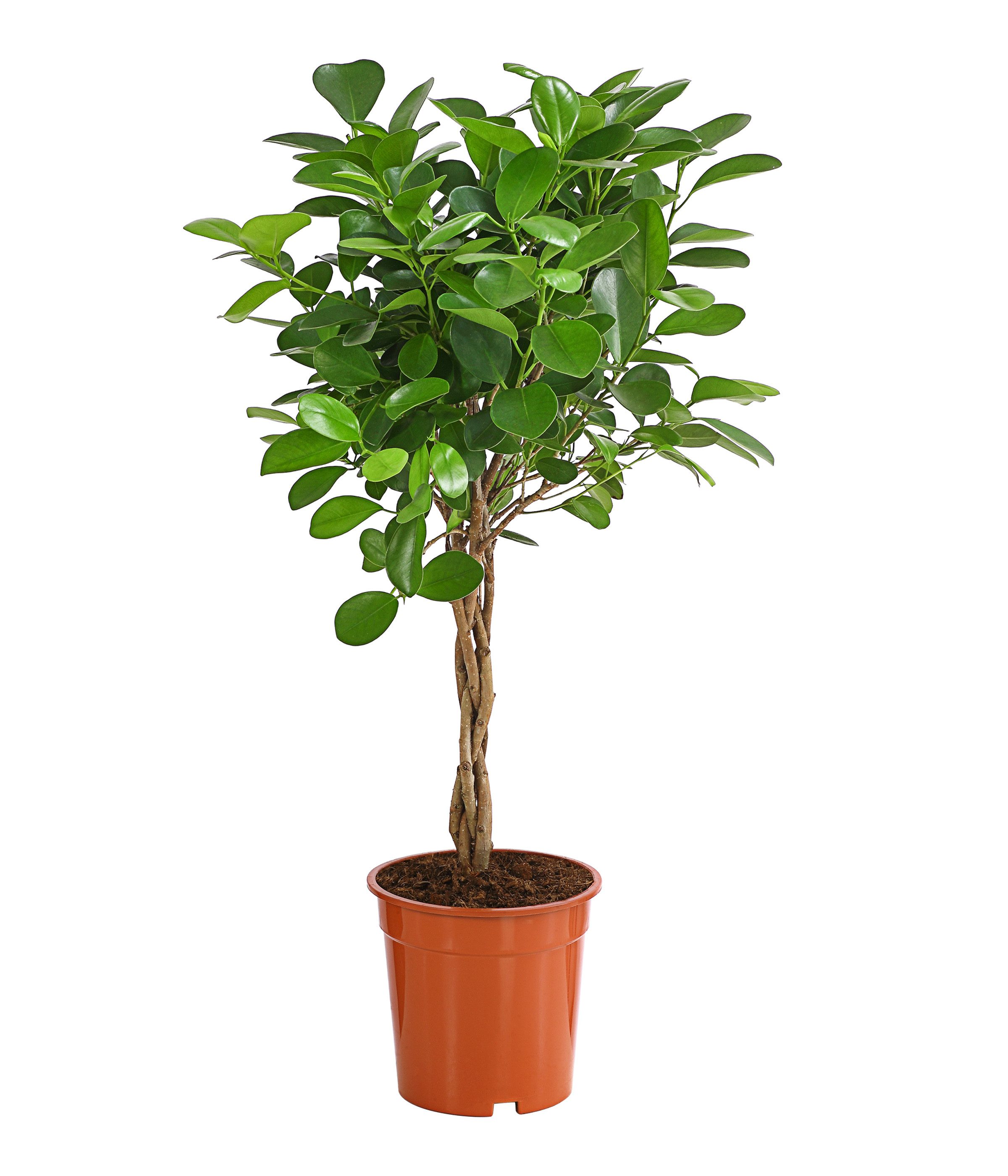 Dehner Zimmerpflanze Lorbeer-Feige, Ficus microcarpa Moclame, mit gedrehtem Stämmchen, mit glänzenden, fleischigen Blättern in kräftigem Grün