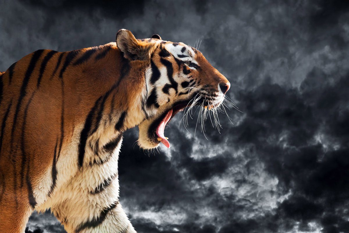 Papermoon Fototapete Brüllender wilder Tiger
