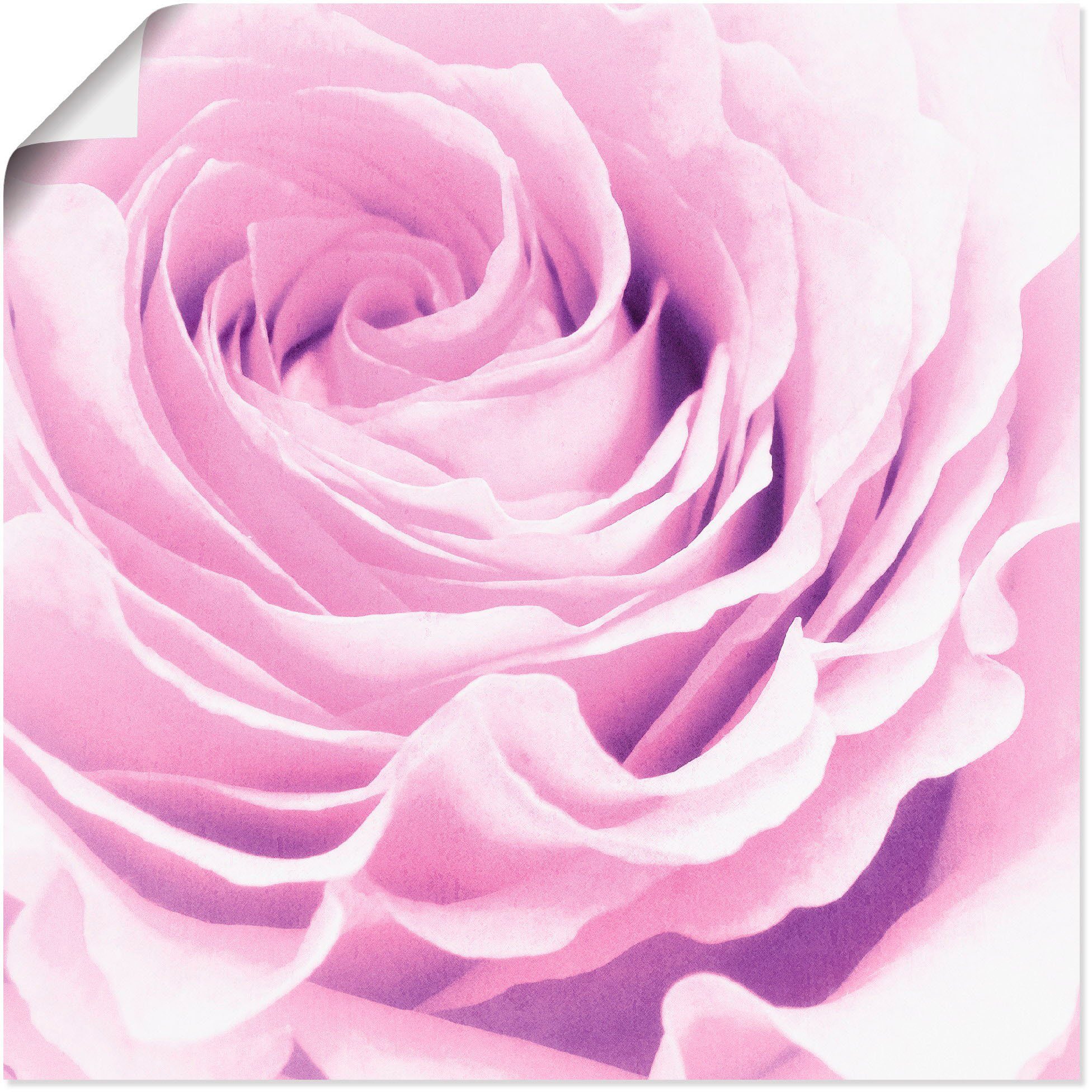 Artland Wandbild Pastell Rose, Blumen (1 St), als Leinwandbild, Wandaufkleber oder Poster in versch. Größen