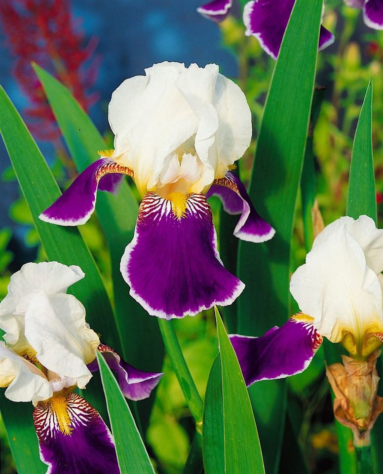 Pflanzen für Dich Staude Iris barb.-elat. Wabash, 1 St., Bart-Iris, Schwertlilie