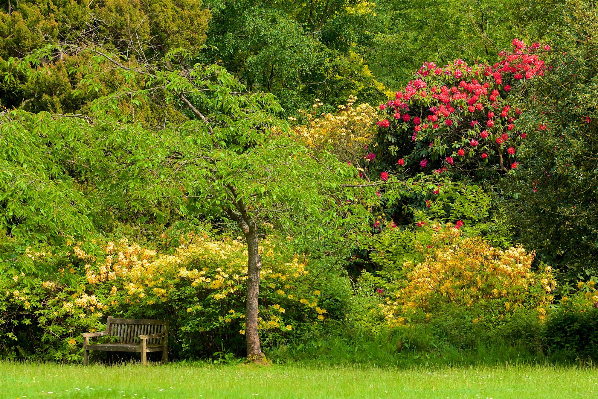 Papermoon Fototapete WALD IN PARK-BAUM BLUMEN NATUR PFLANZE SONNE WIESE XXL