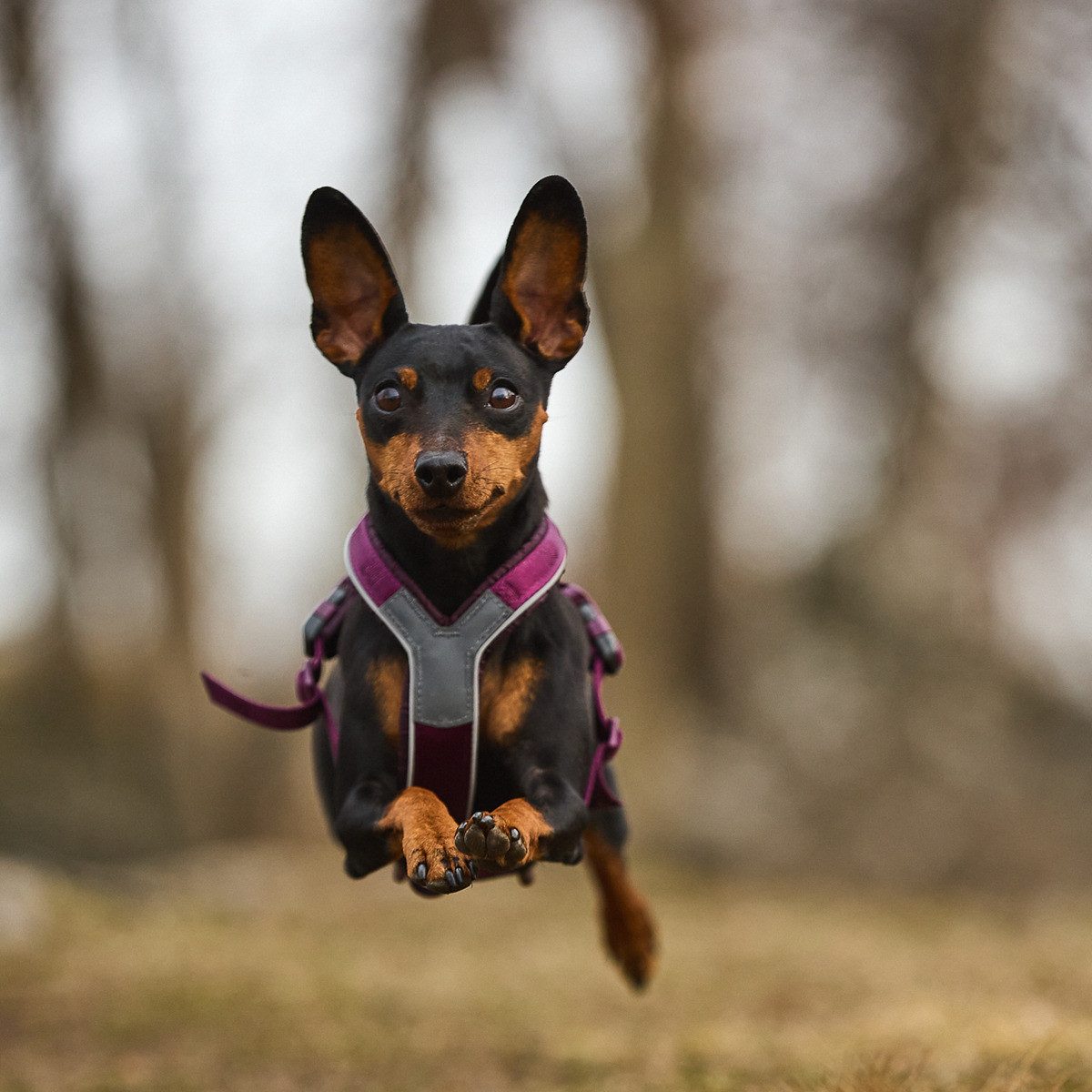 Non-stop dogwear Hunde-Geschirr Hundegeschirr Line Harness günstig online kaufen