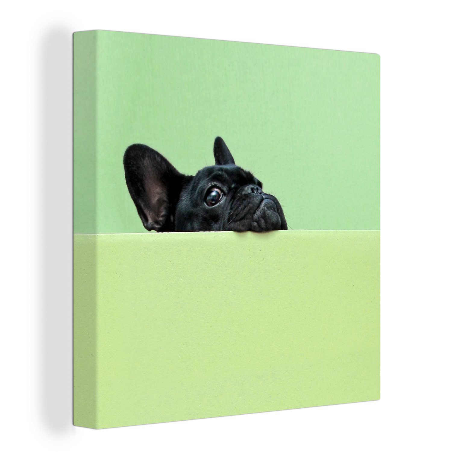 OneMillionCanvasses® Leinwandbild Französische Bulldogge - Grün - Schwarz, (1 St), Leinwand Bilder für Wohnzimmer Schlafzimmer