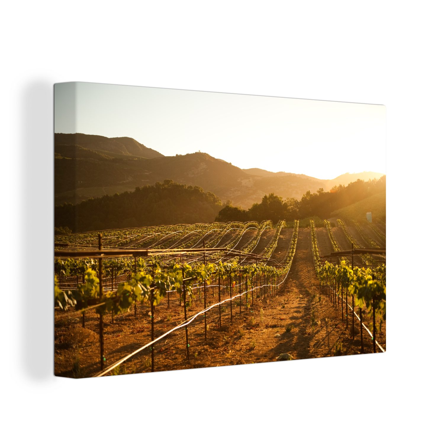 Aufhängefertig, bei OneMillionCanvasses® St), 30x20 cm (1 Wandbild Sonnenuntergang, Wanddeko, Leinwandbild Weinberg Leinwandbilder,
