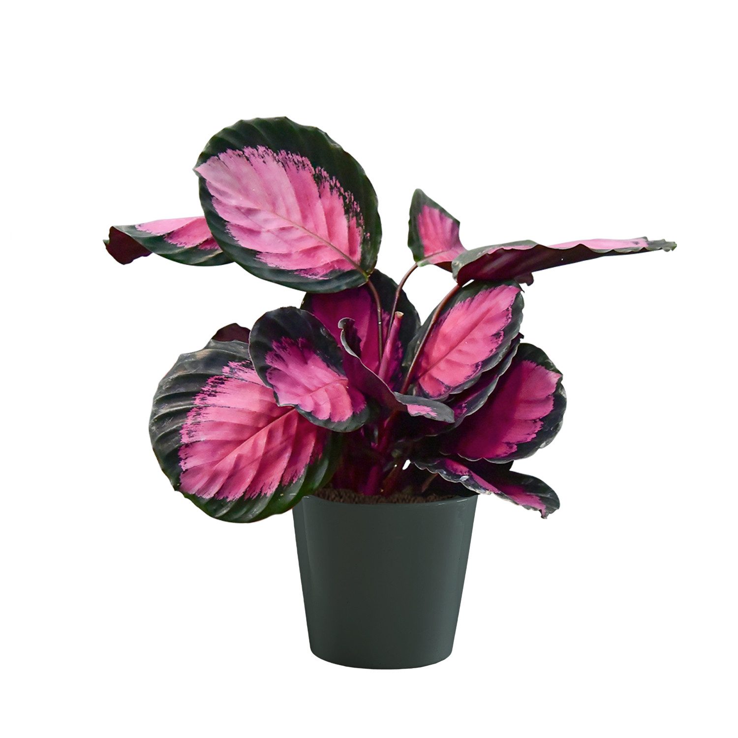 Green Me Up Zimmerpflanze Calathea Rose Crimson - 15 cm Topf - 30 cm hoch Mit Übertopf, katzenfreundlich