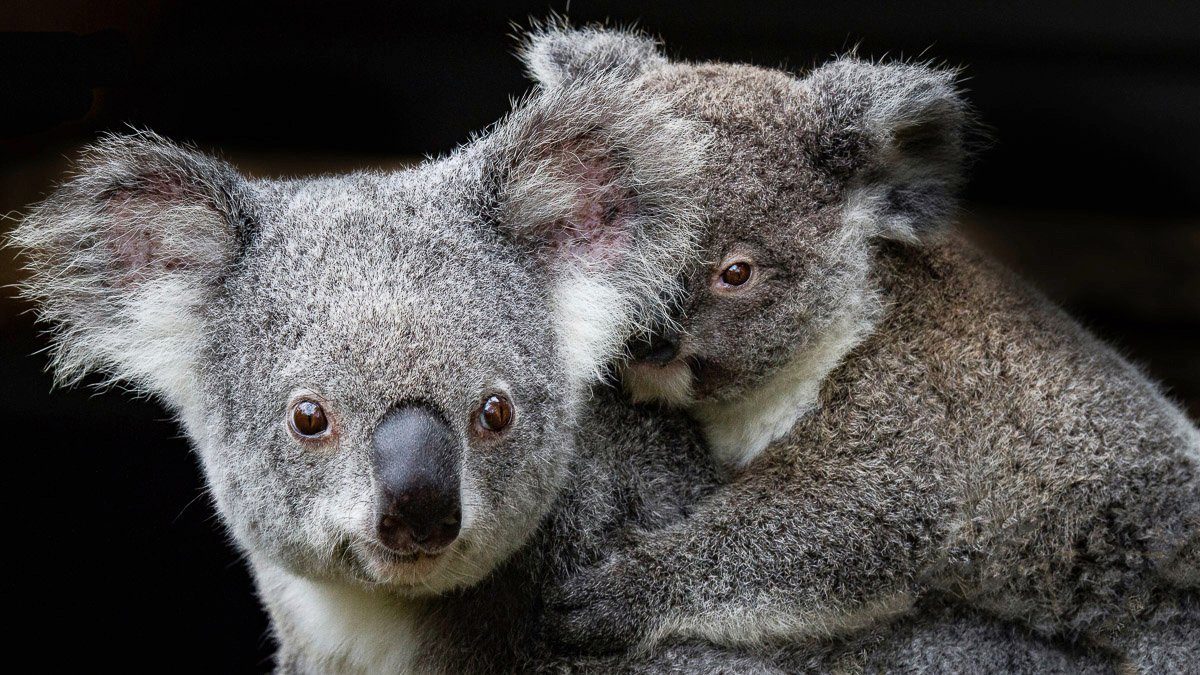 Papermoon Fototapete Koala Mutter und Joey