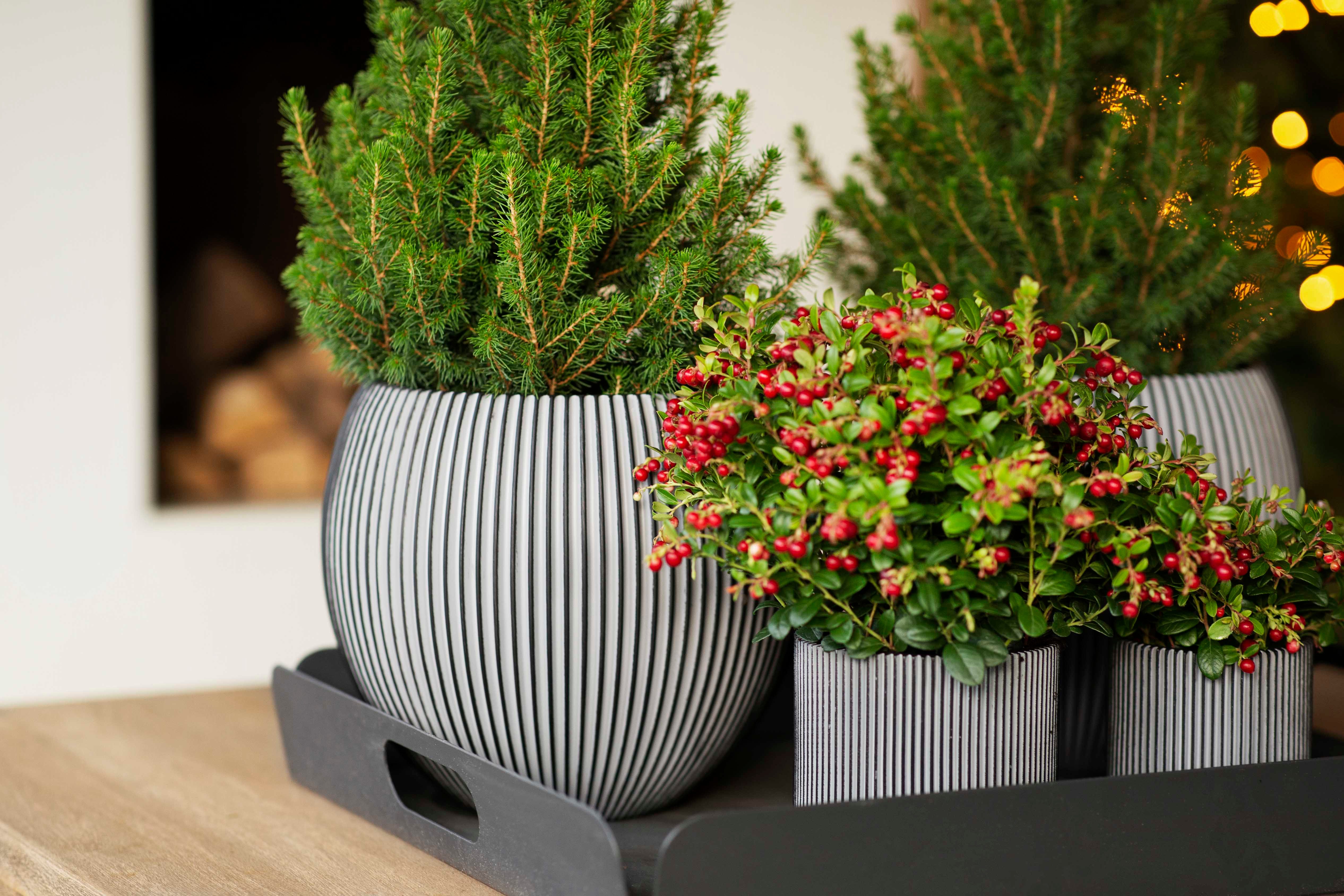 aplanta Blumentopf Gefäß Kugel Groove anthrazit I 18x15 cm
