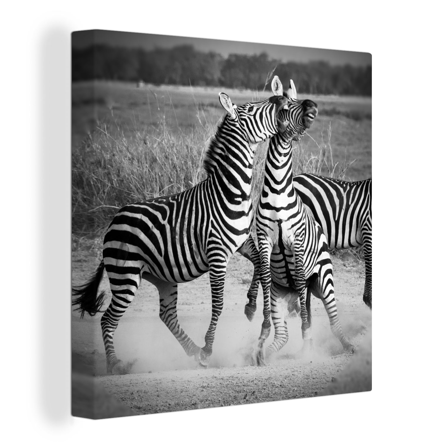 OneMillionCanvasses® Leinwandbild Kämpfende Zebras, (1 St), Leinwand Bilder für Wohnzimmer Schlafzimmer