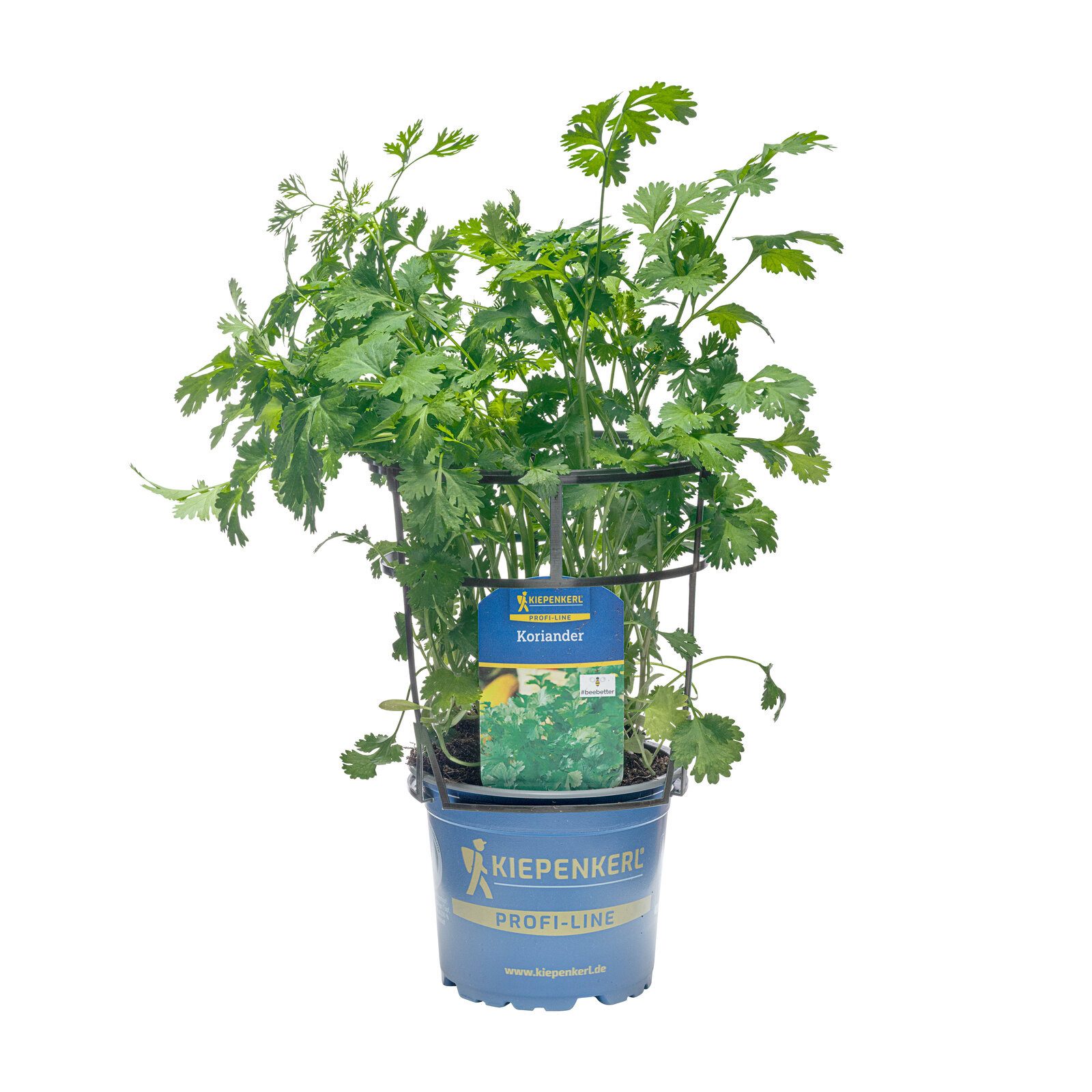 Pflanzen für Dich Gewürzkraut Koriander 12cm Topf 8er Set