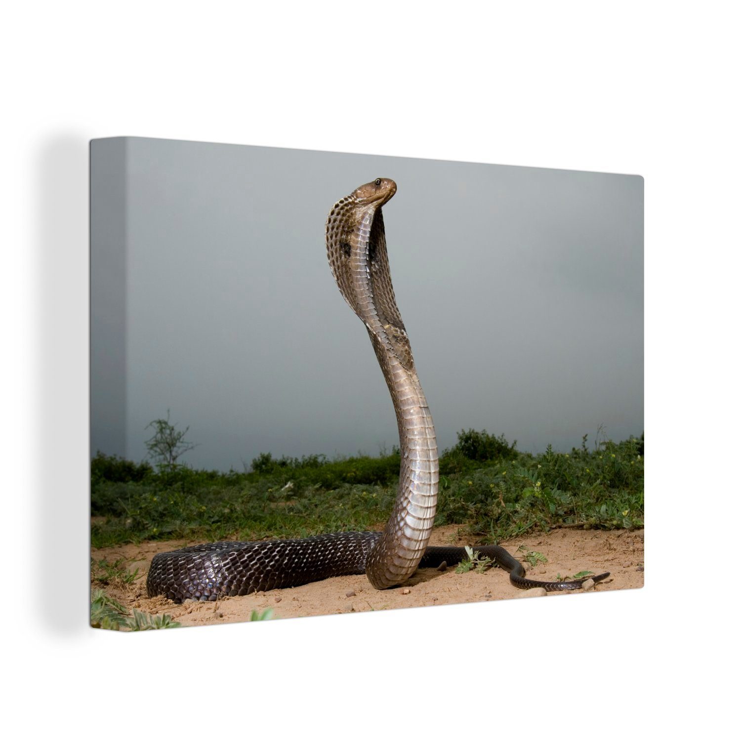 OneMillionCanvasses® Leinwandbild Königskobra mit dunklen Wolken am Himmel, (1 St), Wandbild Leinwandbilder, Aufhängefertig, Wanddeko, 30x20 cm