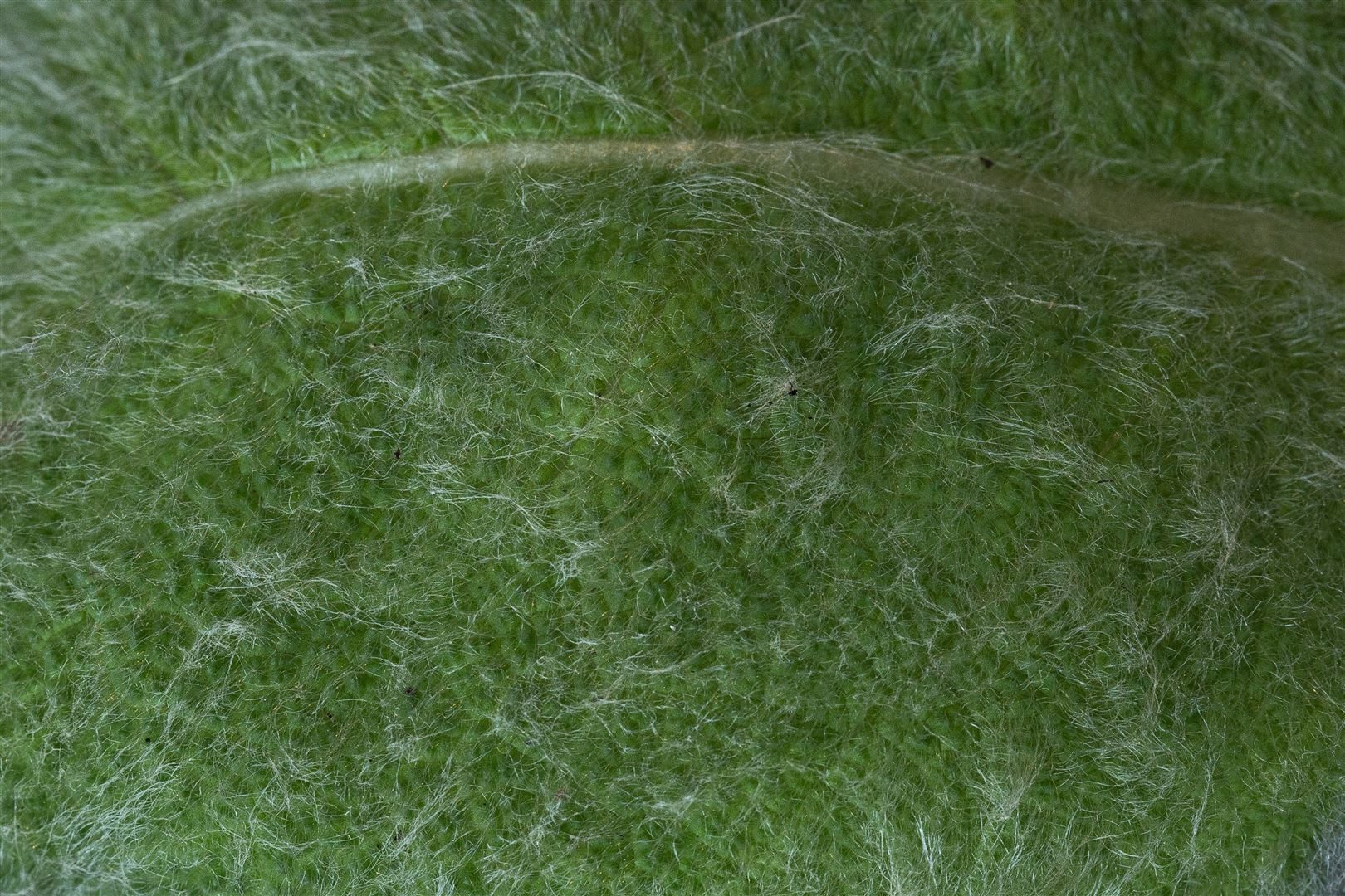 Pflanzen für Dich Staude Salvia argentea, 1 St., Silbersalbei