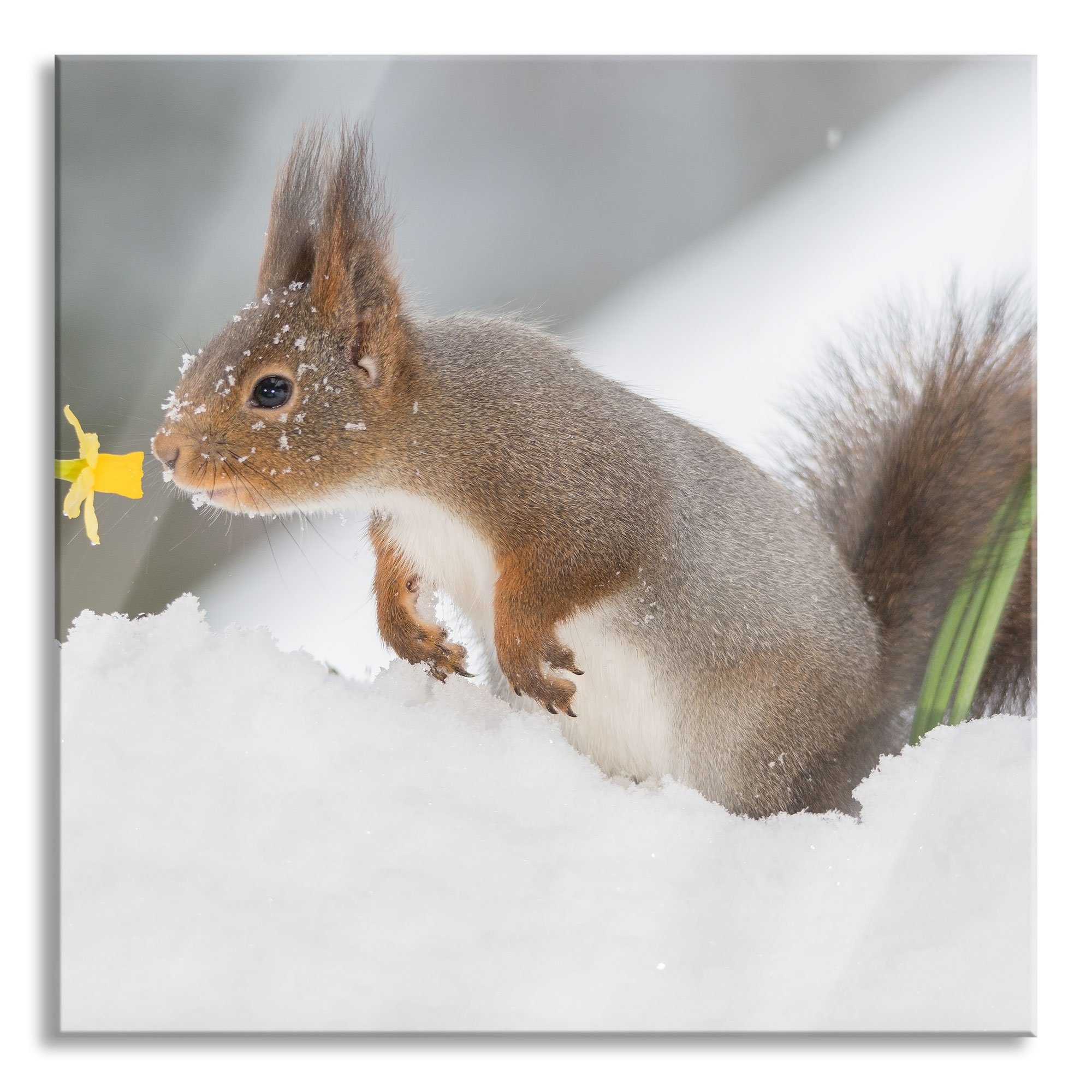Pixxprint Glasbild Eichhörnchen im Schnee, Eichhörnchen im Schnee (1 St), Glasbild aus Echtglas, inkl. Aufhängungen und Abstandshalter