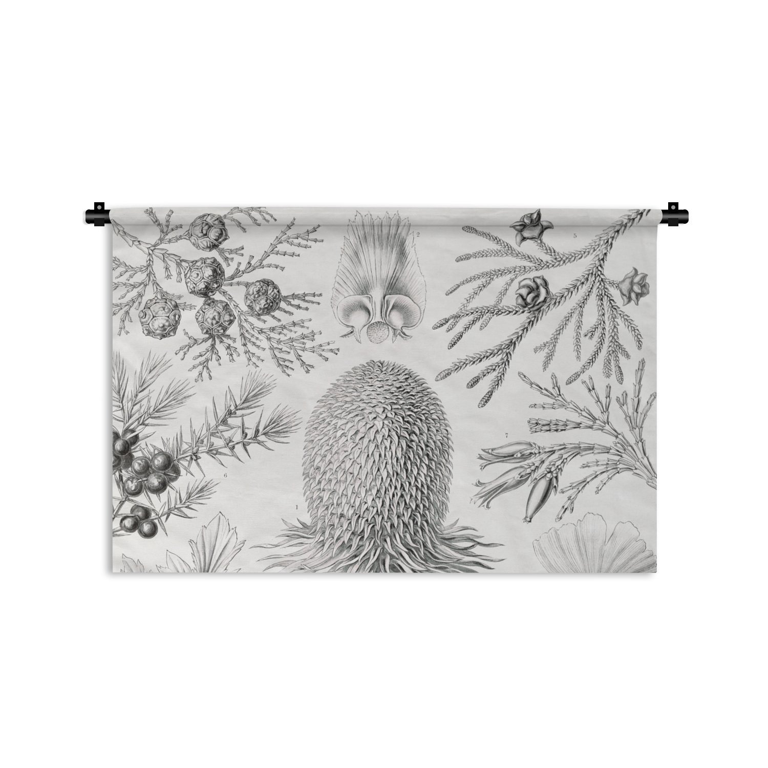 MuchoWow Wanddekoobjekt Koniferen - Ernst Haeckel - Kunst - Retro - Illustration - Natur, Wanddeko für Wohnzimmer, Schlafzimmer, Kleid, Wandbehang, Kinderzimmer