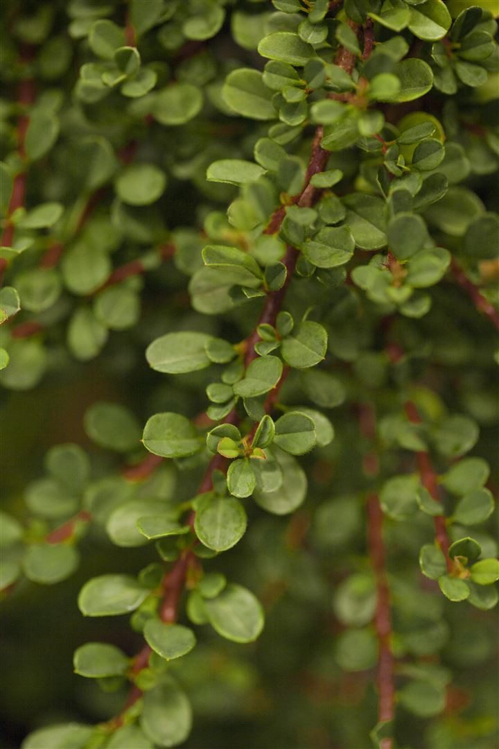 Pflanzen für Dich Bodendecker Cotoneaster micro. Cochleatus, 1 St., Kriechmispel, Fächerzwergmispel, immergrün, bodendecker
