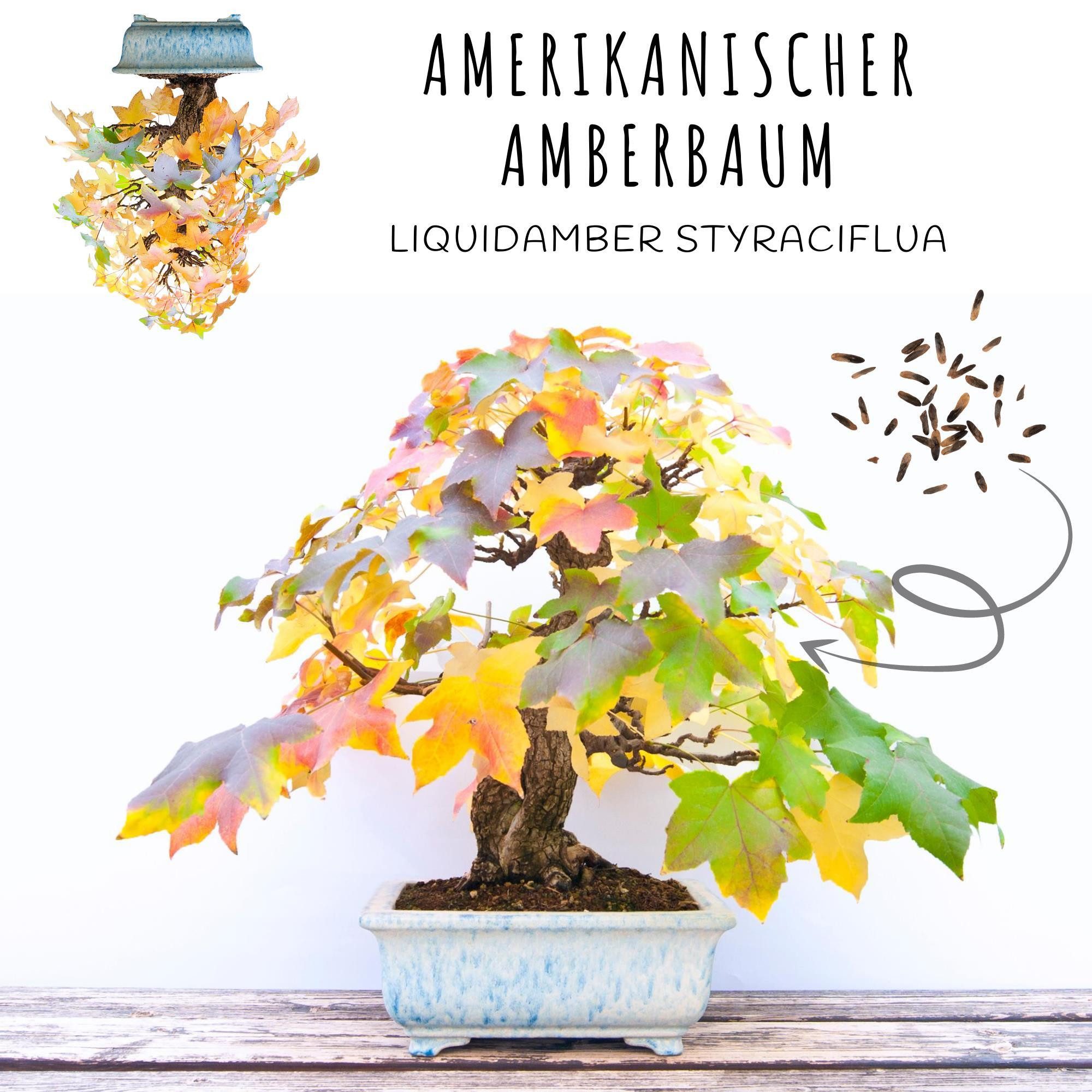 HappySeed Blumensamen Außergewöhnliche Bonsai Samen mit hoher Keimrate - 5e günstig online kaufen