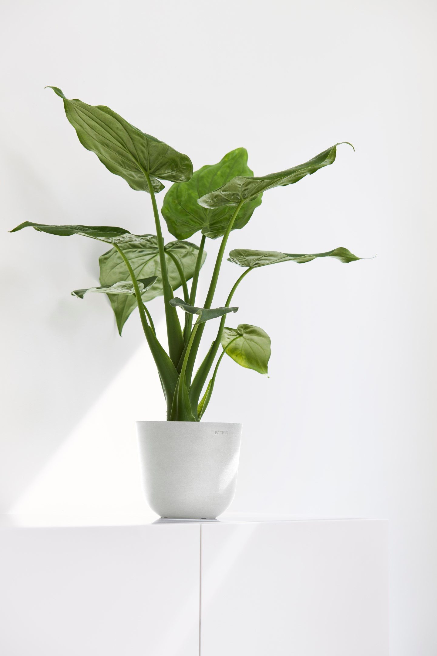 ECOPOTS Blumentopf Oslo Mini 16 Weiß, für den Innenbereich günstig online kaufen