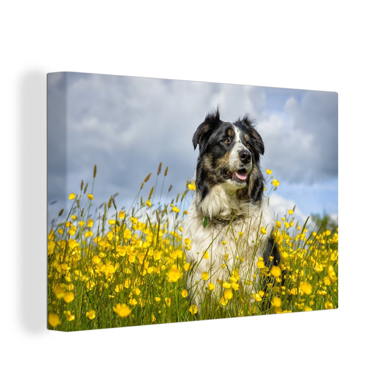 OneMillionCanvasses® Leinwandbild Ein Border Collie zwischen gelben Blumen, (1 St), Wandbild Leinwandbilder, Aufhängefertig, Wanddeko, 30x20 cm