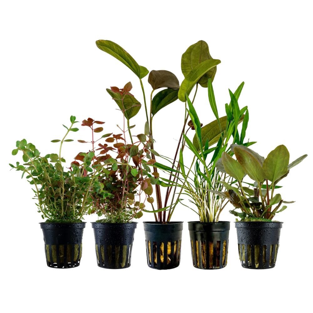 Aquaone Wasserpflanze 'Buntes' Set mit 5 Pflanzen Aquariumpflanzen Nr.215