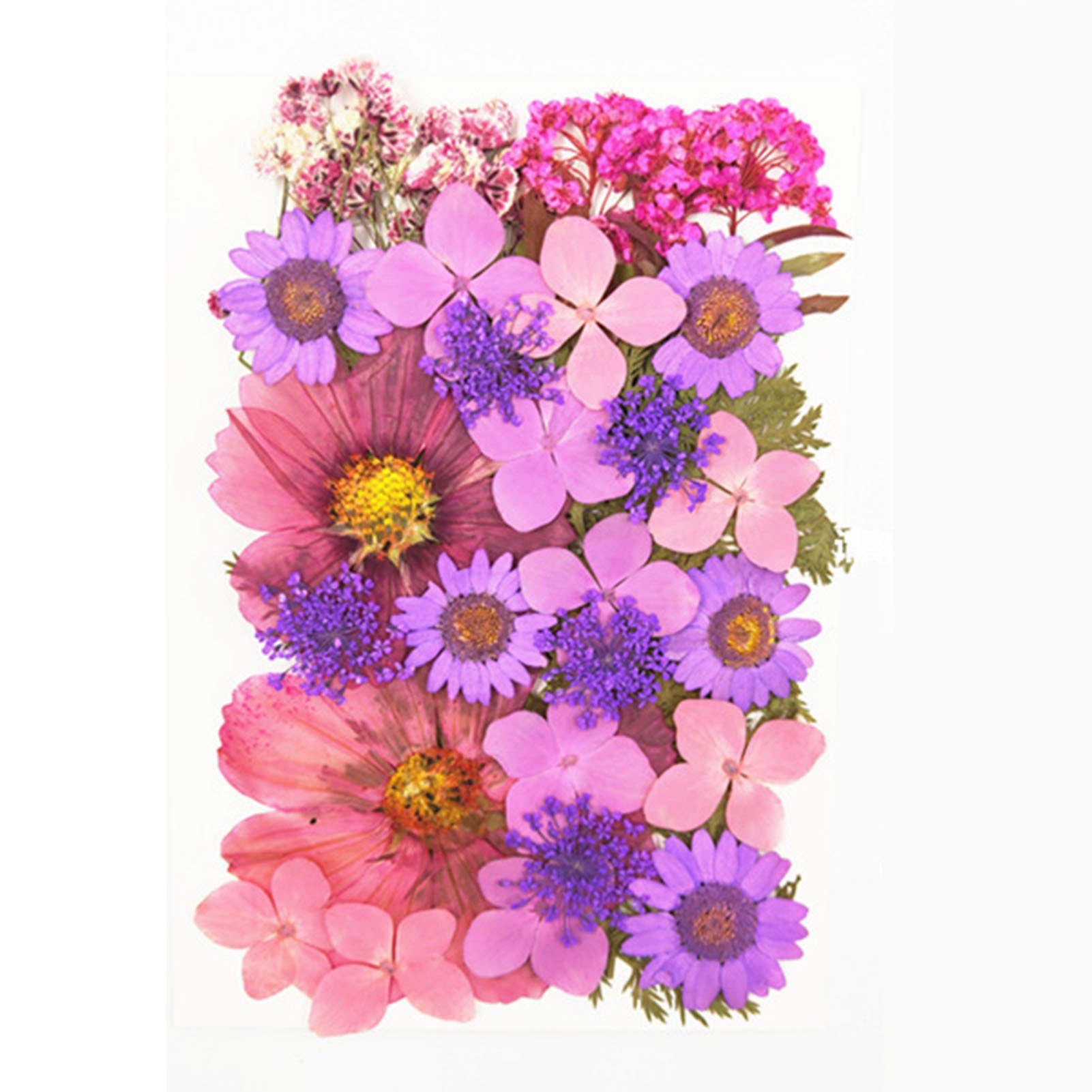 Trockenblume DIY Trockenblumen-Material-Set, Modische Gepresste Blumen, Pflanzen, Blusmart, Trockenblume purpleE