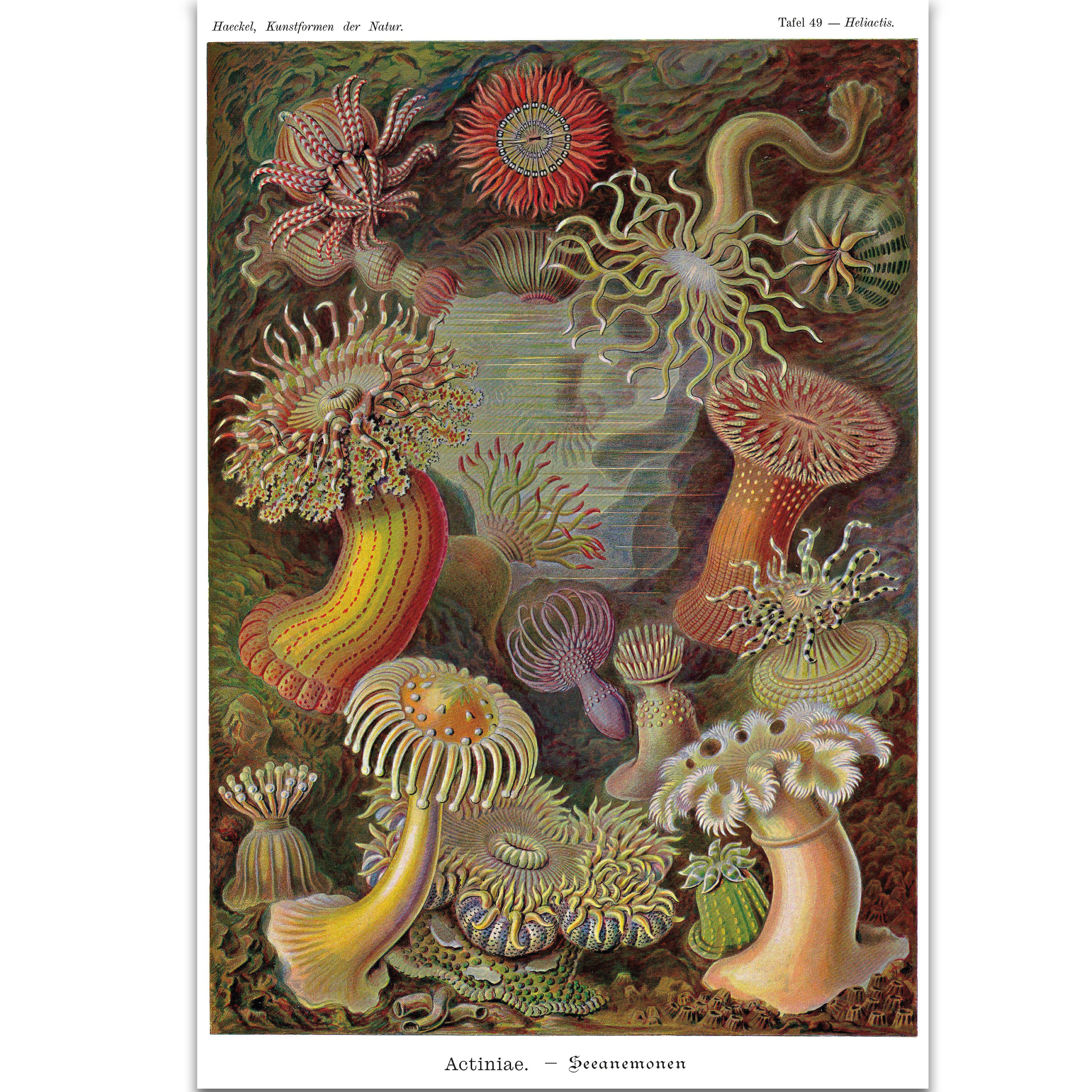 Poster Seeanemonen Poster E. Haeckel Kunstformen der Natur,Tafel 49