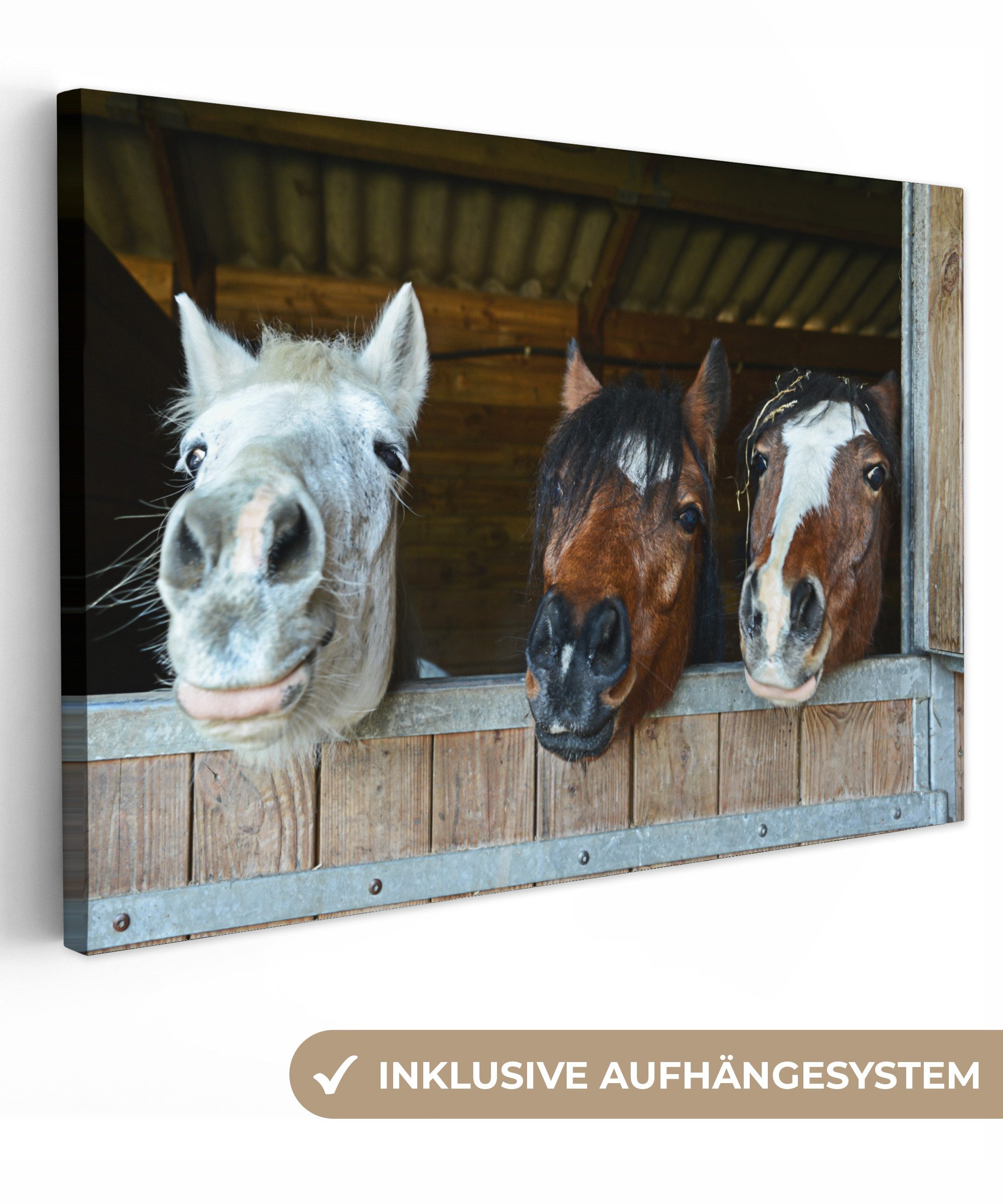 OneMillionCanvasses® Leinwandbild Pferde - Tiere - günstig online kaufen