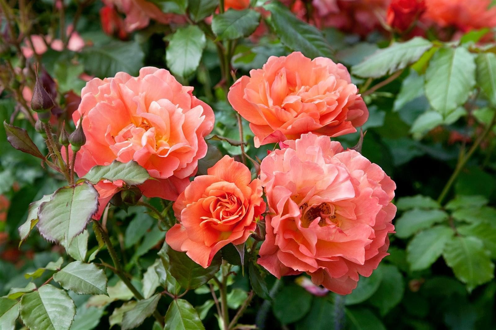 Pflanzen für Dich Rose Rosa Westerland