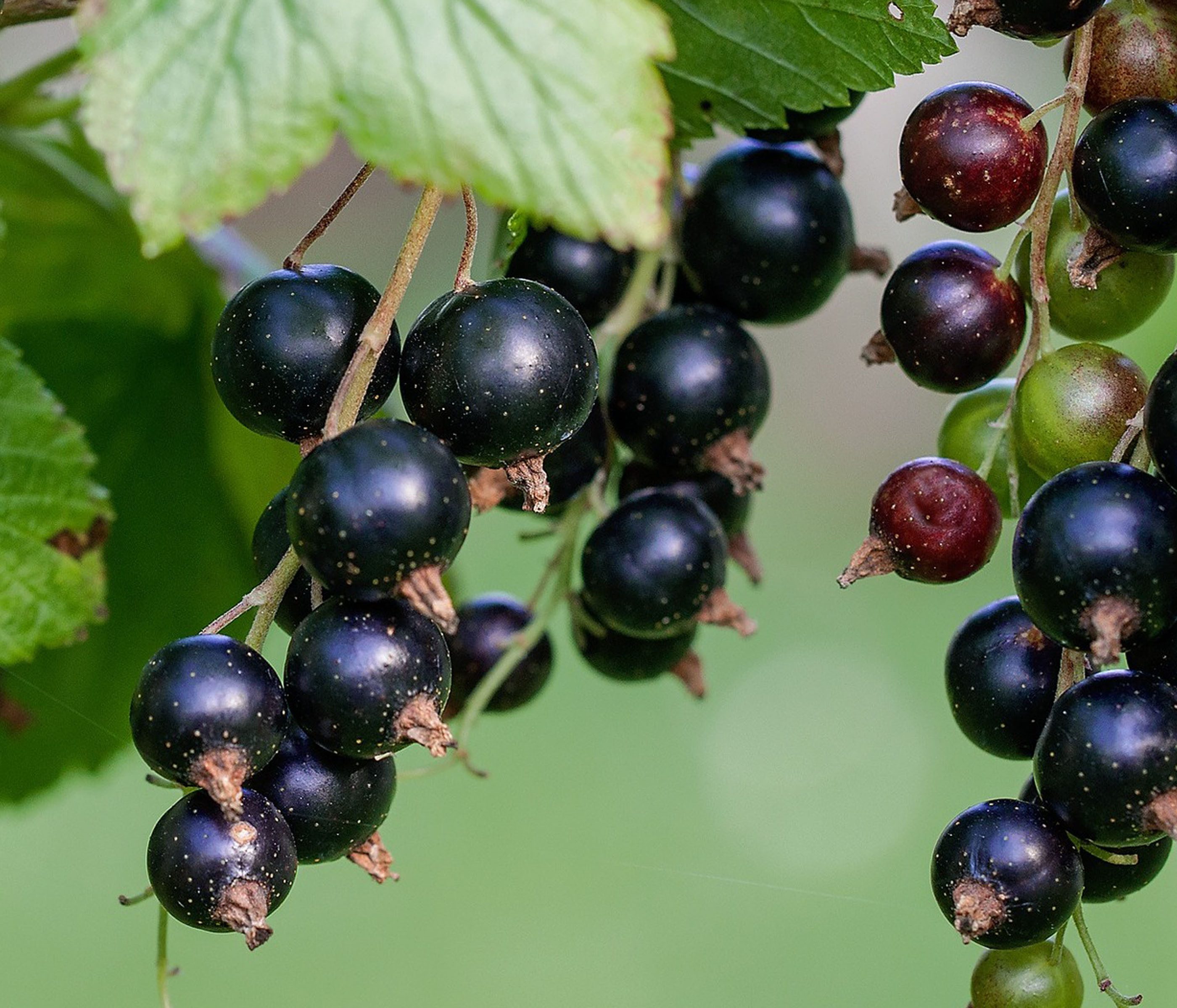 Dehner Obstpflanze Johannisbeere Titania, Ribes nigrum, schwarze Früchte, robuster Beerenstrauch, schwarze Früchte