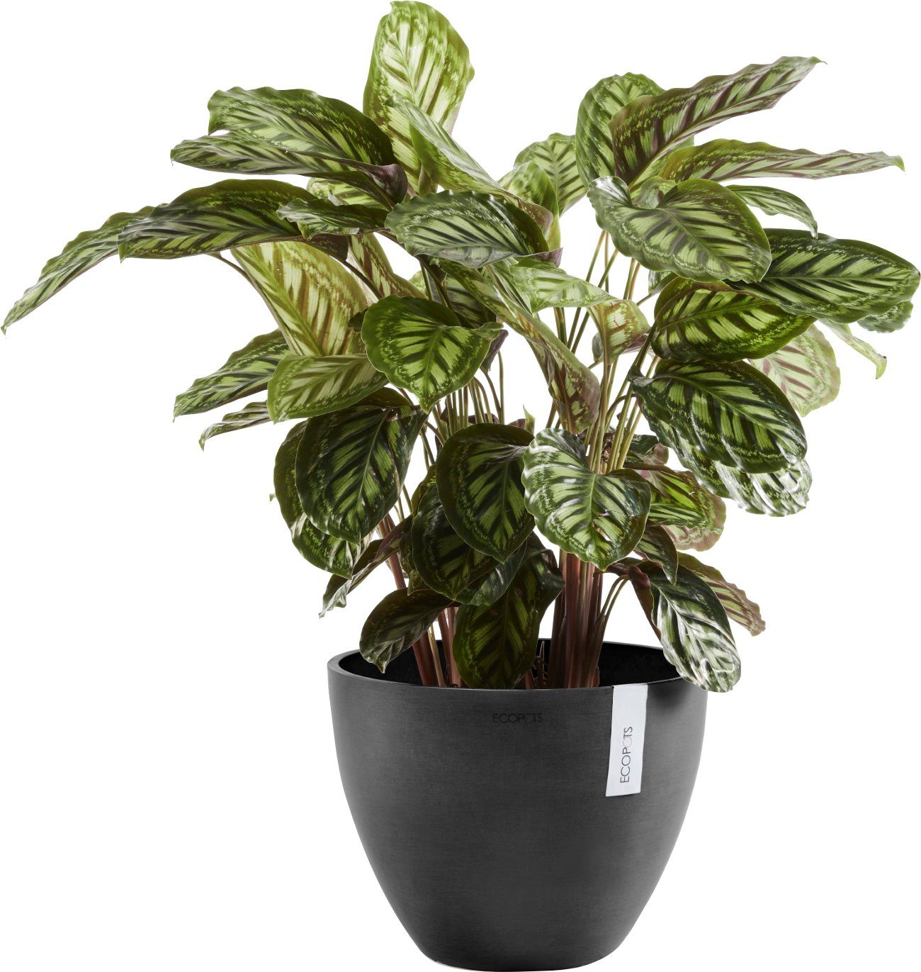 ECOPOTS Blumentopf ANTWERP Dark Grey, BxTxH: 30x30x25,5 cm günstig online kaufen