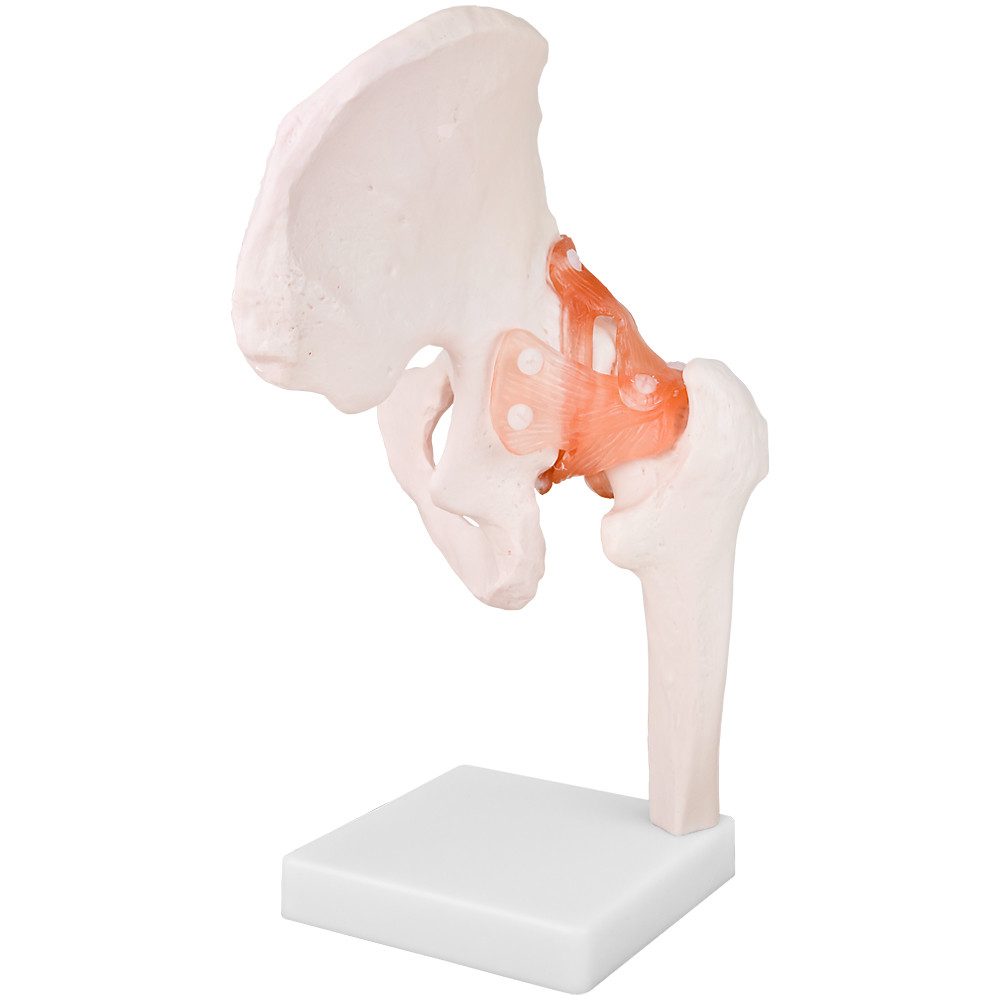 MedMod Dekoobjekt Anatomiemodell Skelett Modell Lebensgroß Anatomisches Modell Hüfte – Bild 3 von 5