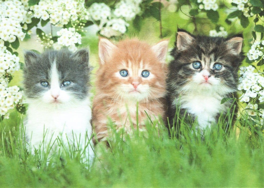 Kätzchen" "Drei Postkarte