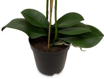 Kunstpflanze Schmetterlingsorchidee - Phalaenopsis Kunstpflanze 71 cm, getopft, fleur ami, Höhe 71 cm