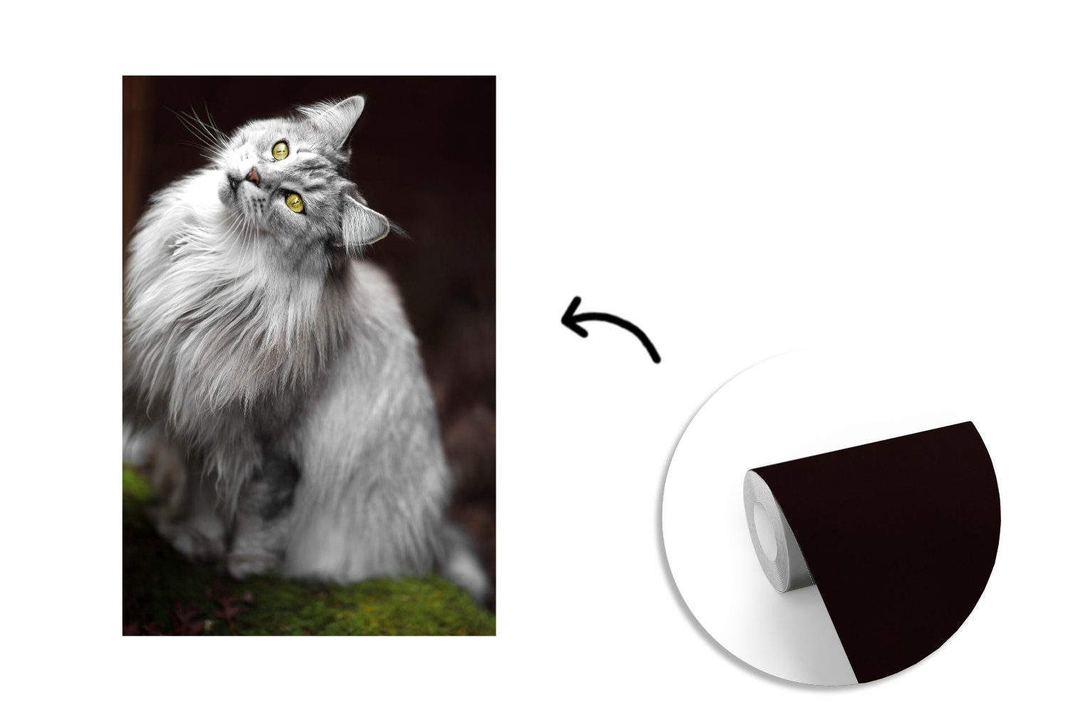 Coon graue Matt, Maine MuchoWow (3 St), Weiße Vinyl bedruckt, und Wandtapete Fototapete Wohnzimmer, für Montagefertig Tapete Katze,