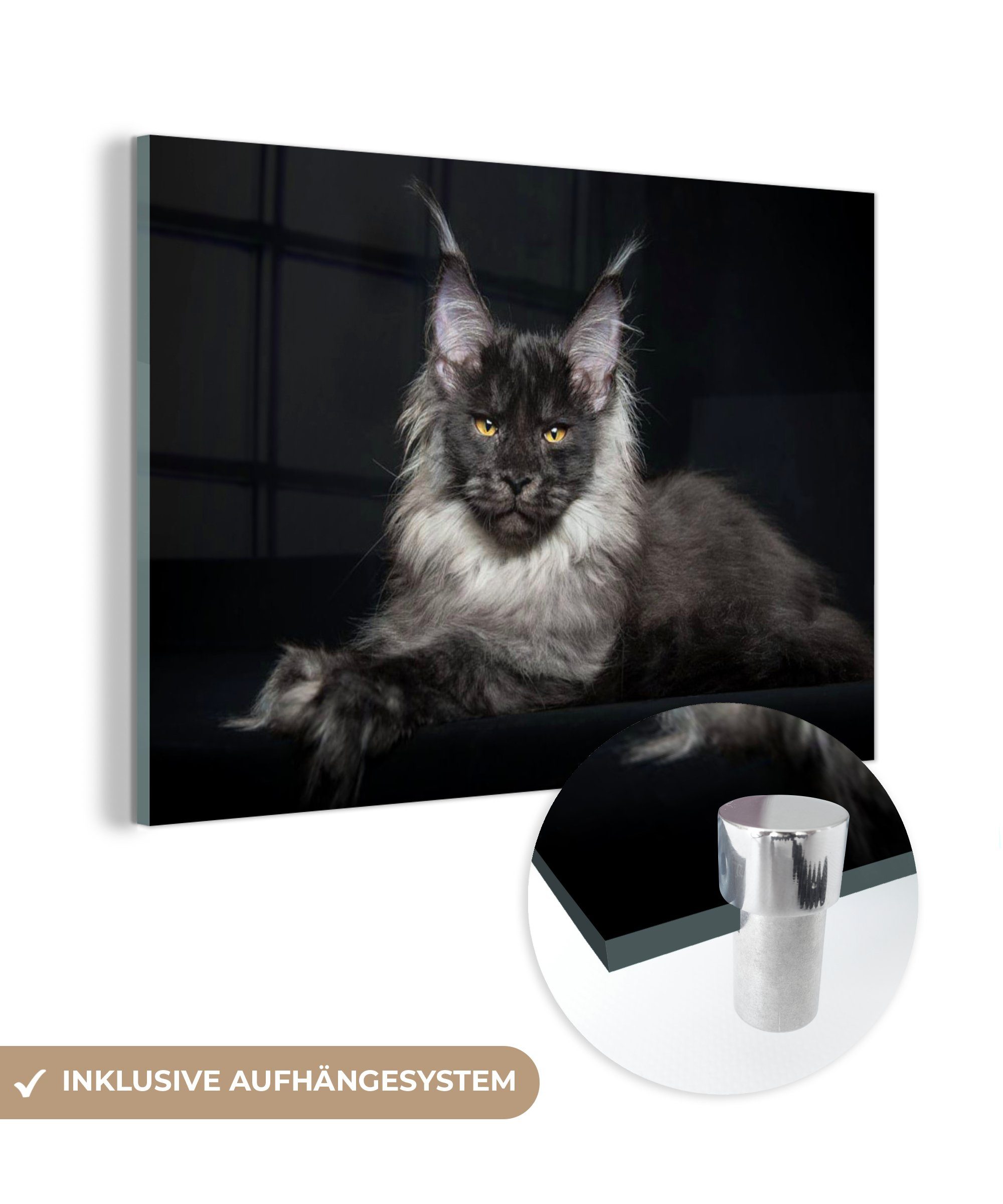 MuchoWow Acrylglasbild Katze - Licht - Mantel, (1 St), Acrylglasbilder Wohnzimmer & Schlafzimmer