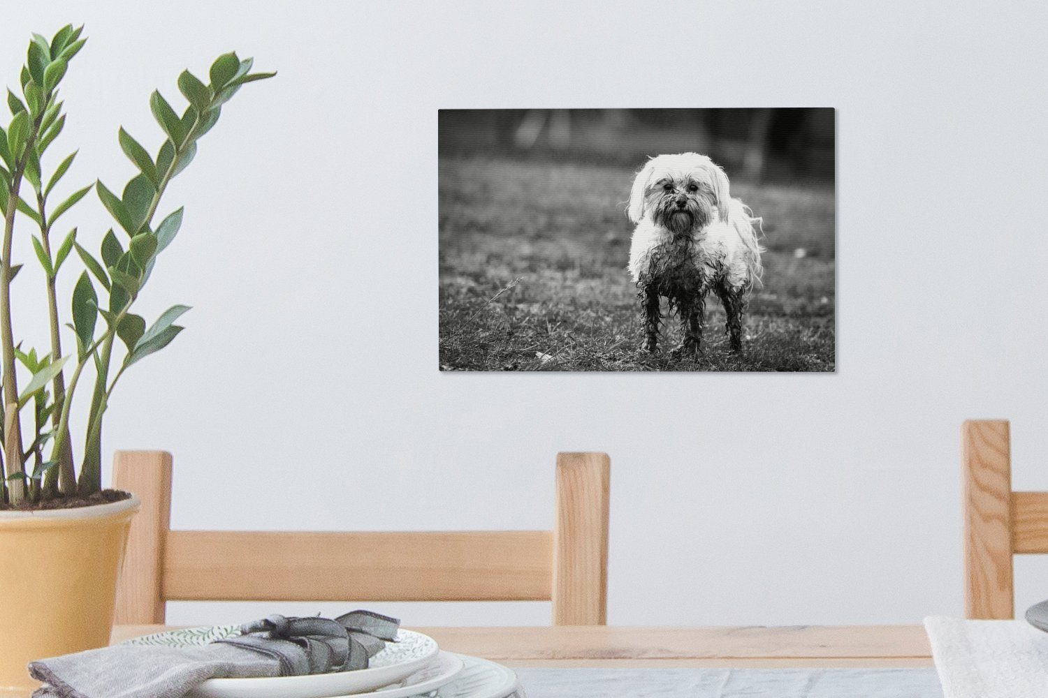 OneMillionCanvasses® Leinwandbild Ein kleiner Malteserhund, halb Leinwandbilder, Schlamm 30x20 bedeckt Wandbild - Aufhängefertig, (1 Wanddeko, weiß, mit cm und schwarz St)