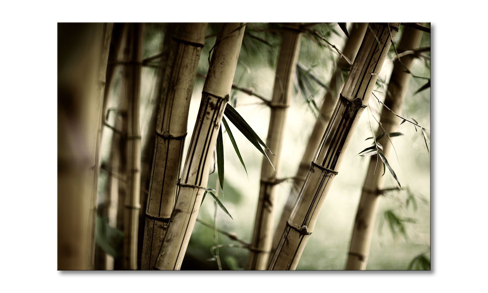 WandbilderXXL Leinwandbild Bamboo Forest, Bambus (1 St), Wandbild,in 6 Größen erhältlich