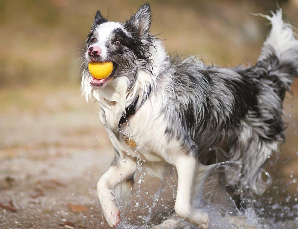 GarPet Kauball Wasser Hundespielzeug Floating schwimmend gelb Gummi Ball