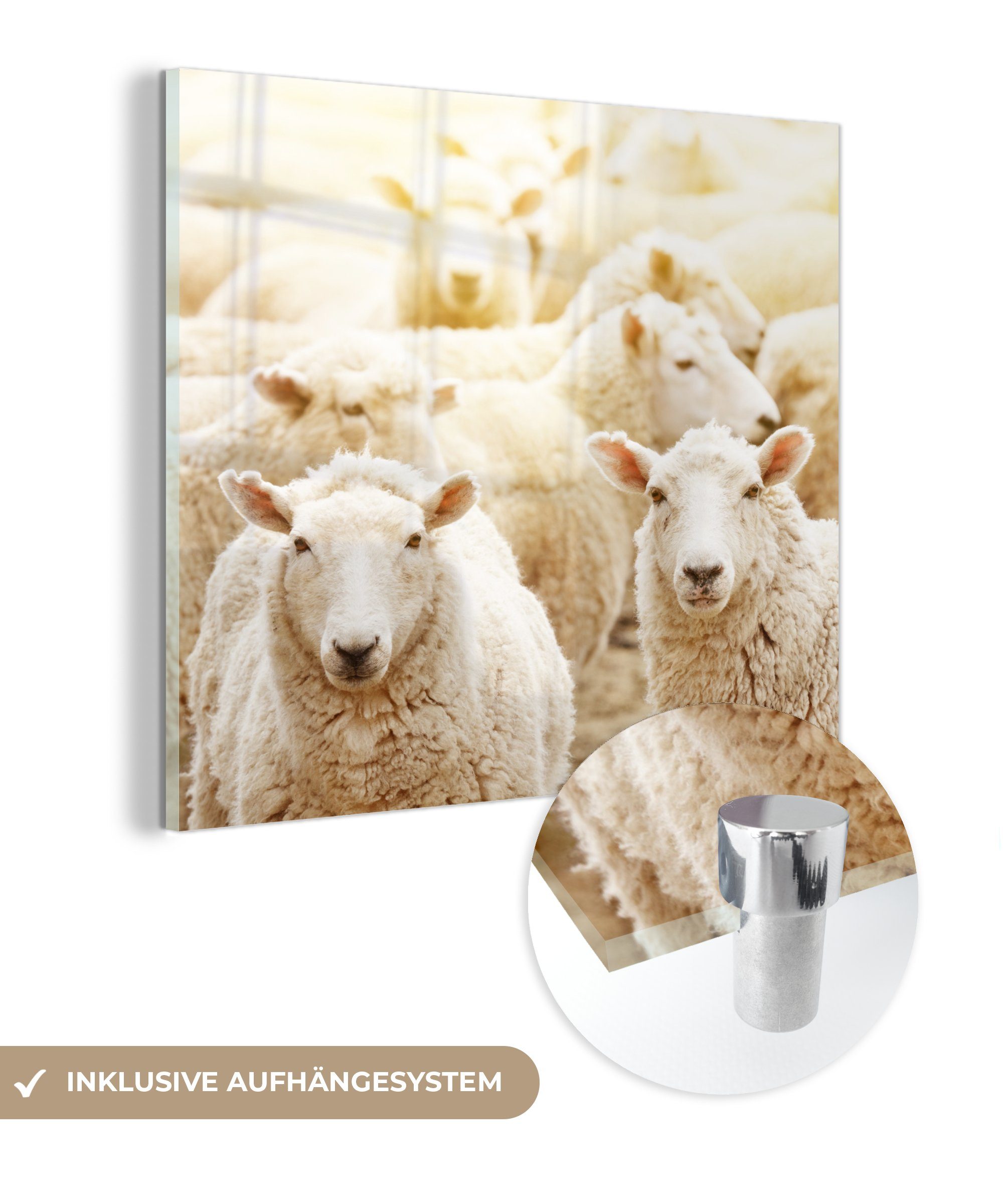 MuchoWow Acrylglasbild Schafe - Wolle - Weiß, (1 St), Glasbilder - Bilder auf Glas Wandbild - Foto auf Glas - Wanddekoration