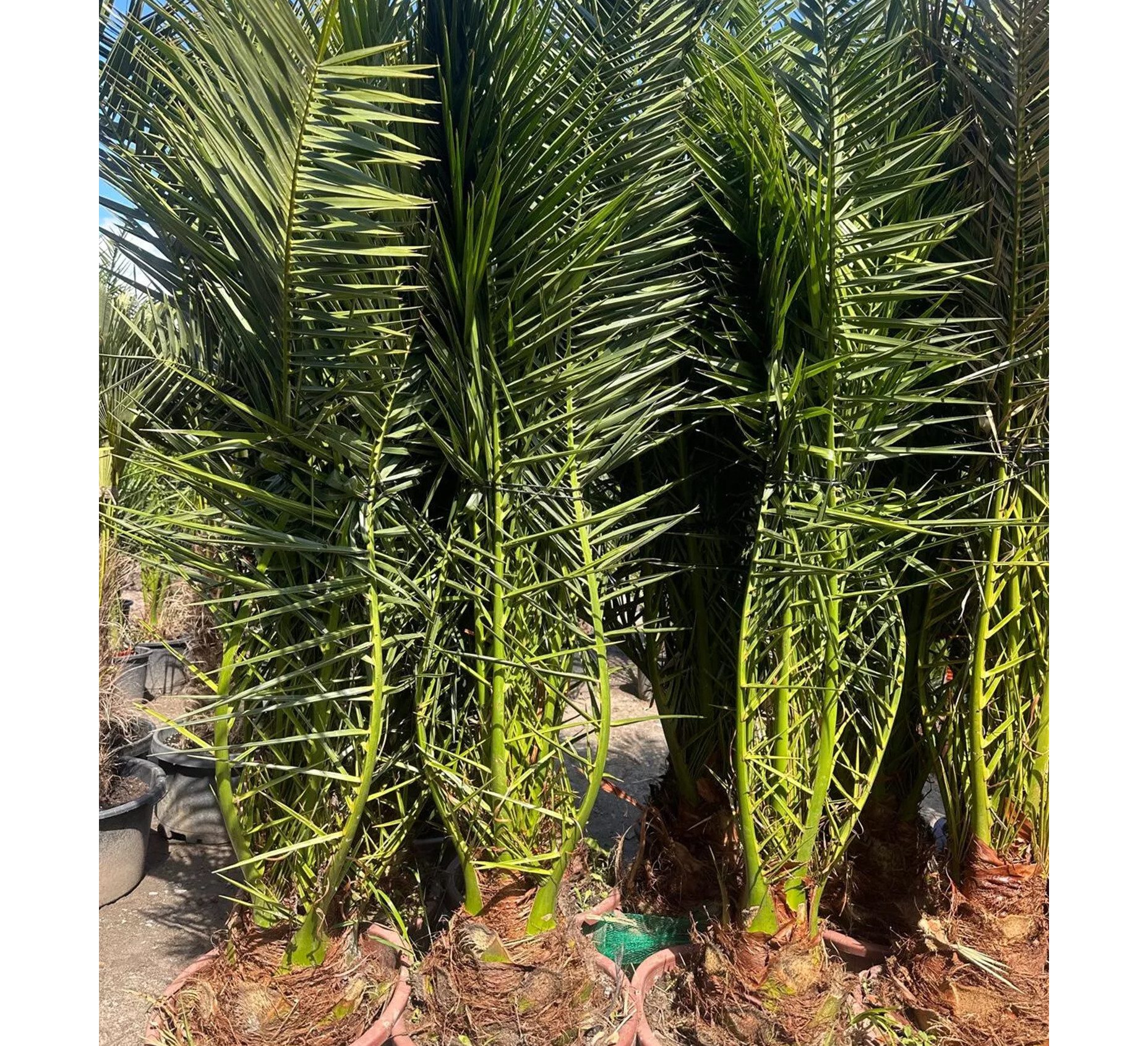 Palms-Store Baum Palme Phoenix Canariensis HÖHE ca. 180 cm Winterhart bis -12 °C, Winterhart bis -12 °C Spitzen Qualität