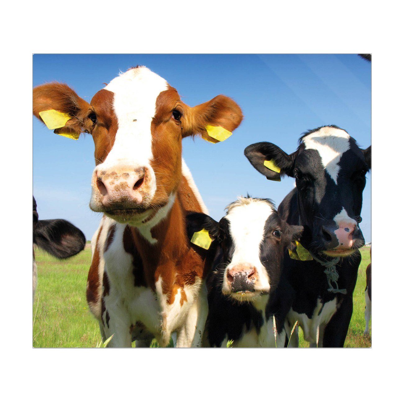 banjado Herd-Abdeckplatte »Glas Kühe«, (gehärtet, 1 tlg., inkl.  selbstklebende Gummifüßchen) online kaufen | OTTO