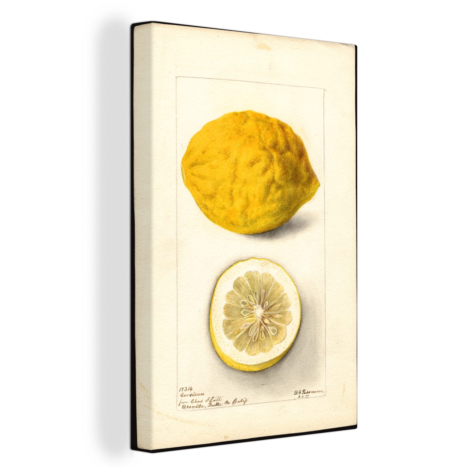 OneMillionCanvasses® Leinwandbild Citrus limon, korsisch - Gemälde von Deborah Griscom Passmore, (1 St), Leinwandbild fertig bespannt inkl. Zackenaufhänger, Gemälde, 20x30 cm