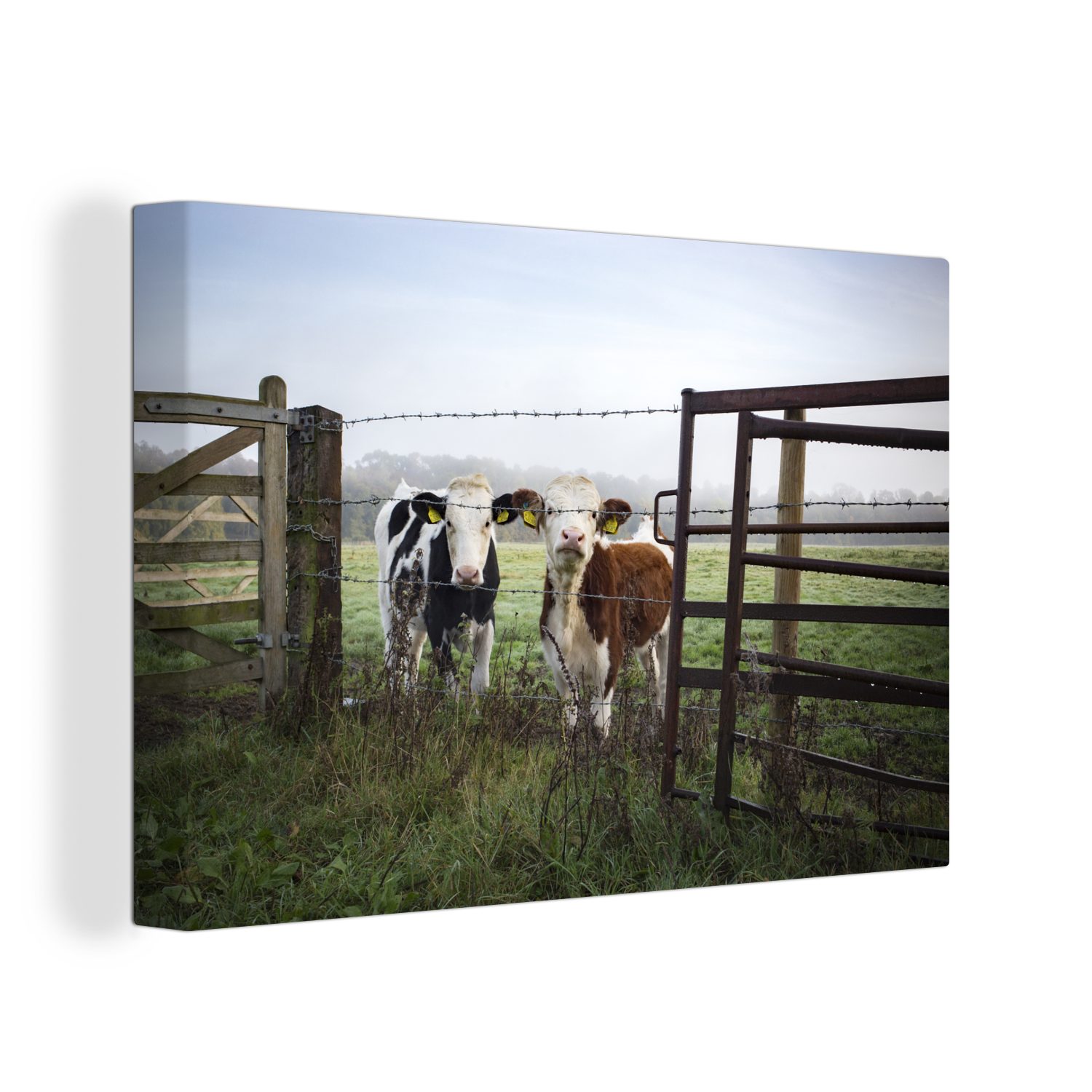 OneMillionCanvasses® Leinwandbild Kuh - Stacheldraht - Gras - Tiere, (1 St), Wandbild Leinwandbilder, Aufhängefertig, Wanddeko, 30x20 cm
