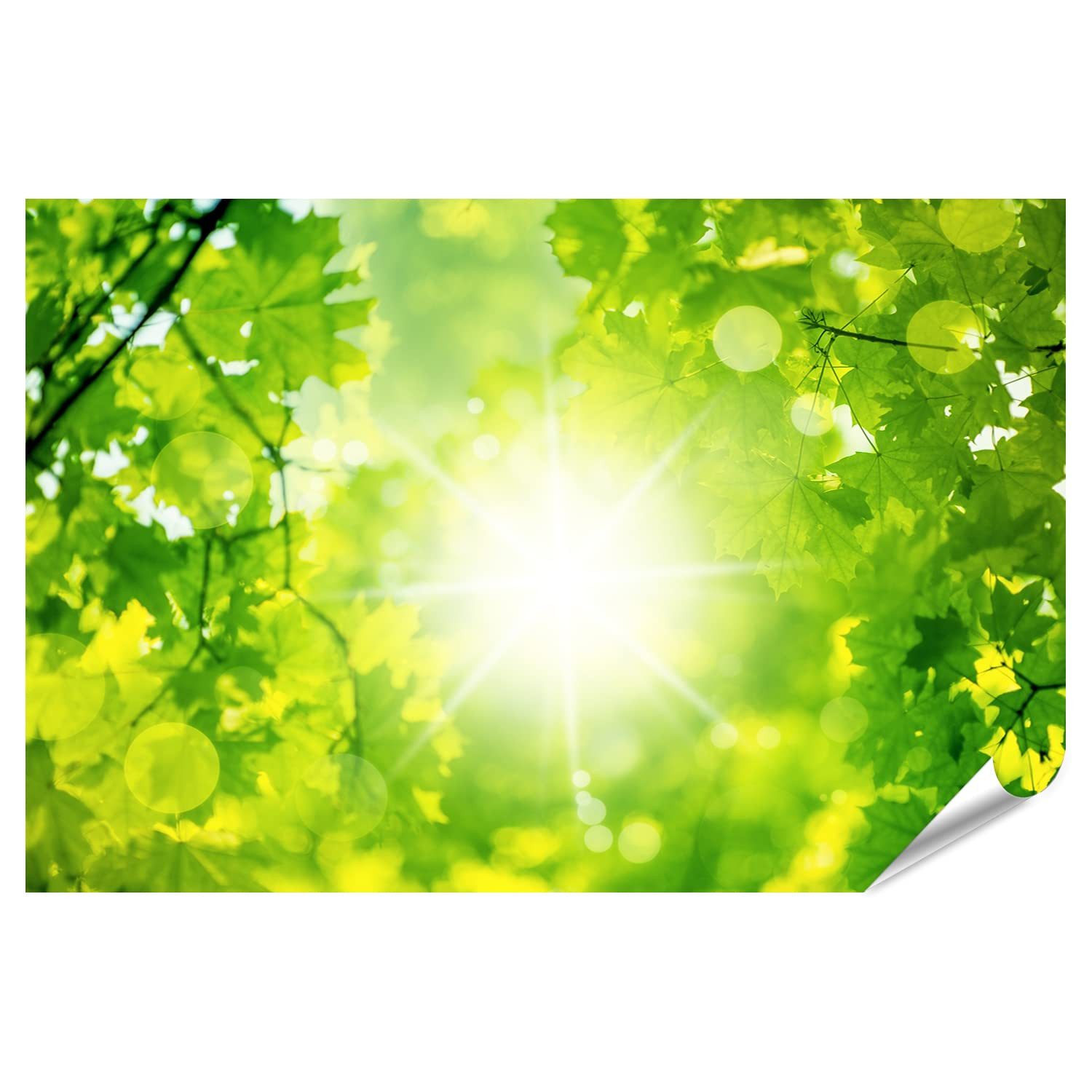 islandburner Poster Natur Frühling Hintergrund Grün Sonnenlicht Fotodruck IMZF-PGR
