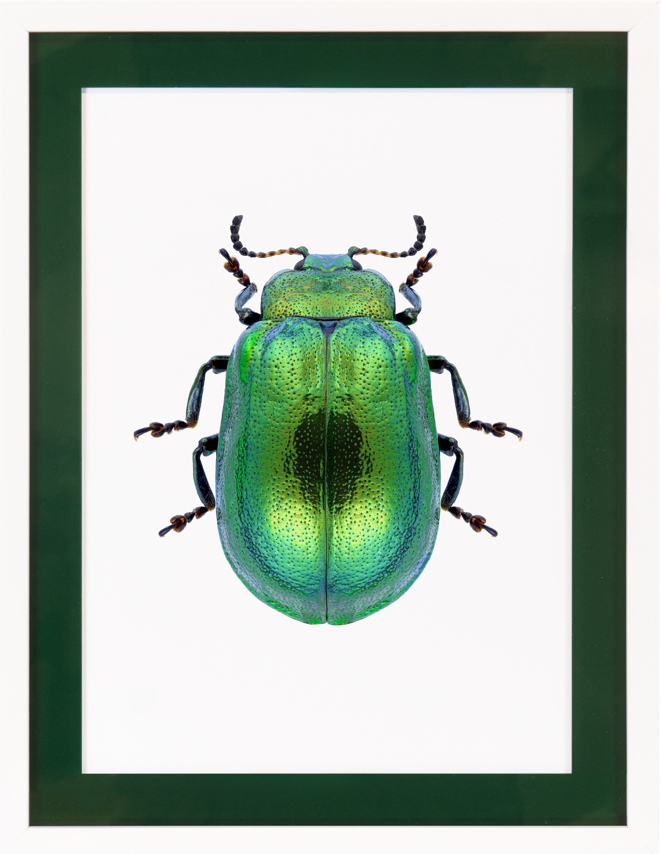 queence Bild mit Rahmen Käfer, glitzer, goldfarben, Insekten (1 St), Poster mit buntem Acrylglas Passepartout