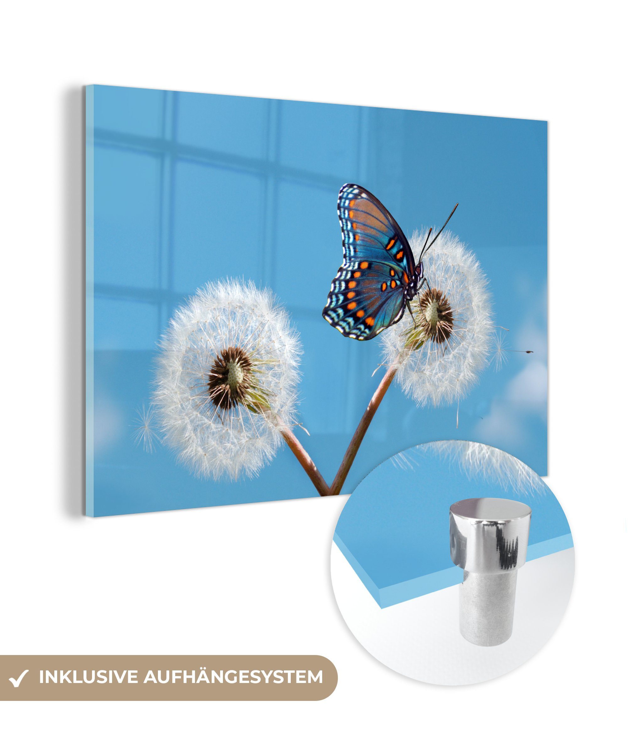 MuchoWow Acrylglasbild Nahaufnahme blauer Schmetterling auf einem Löwenzahn, (1 St), Acrylglasbilder Wohnzimmer & Schlafzimmer