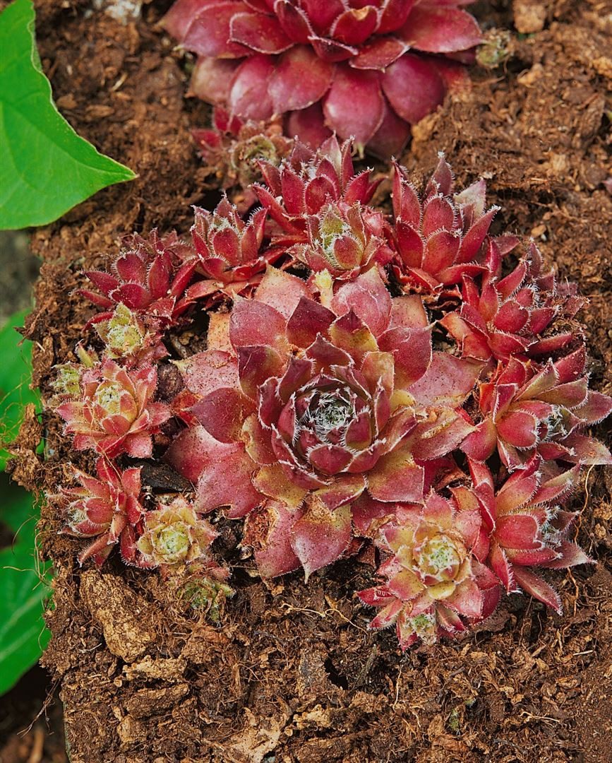 Pflanzen für Dich Staude Sempervivum cult. Rusty, 1 St., Hauswurz, Dachwurz