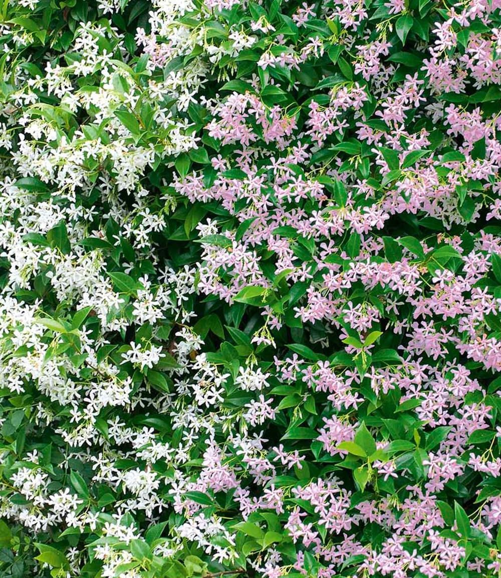 BALDUR Garten Zierstrauch Duft-Jasmin 'Pink & Weiß', 2 St., winterhart, blickdicht, reichblühend,duftend – Bild 2 von 2