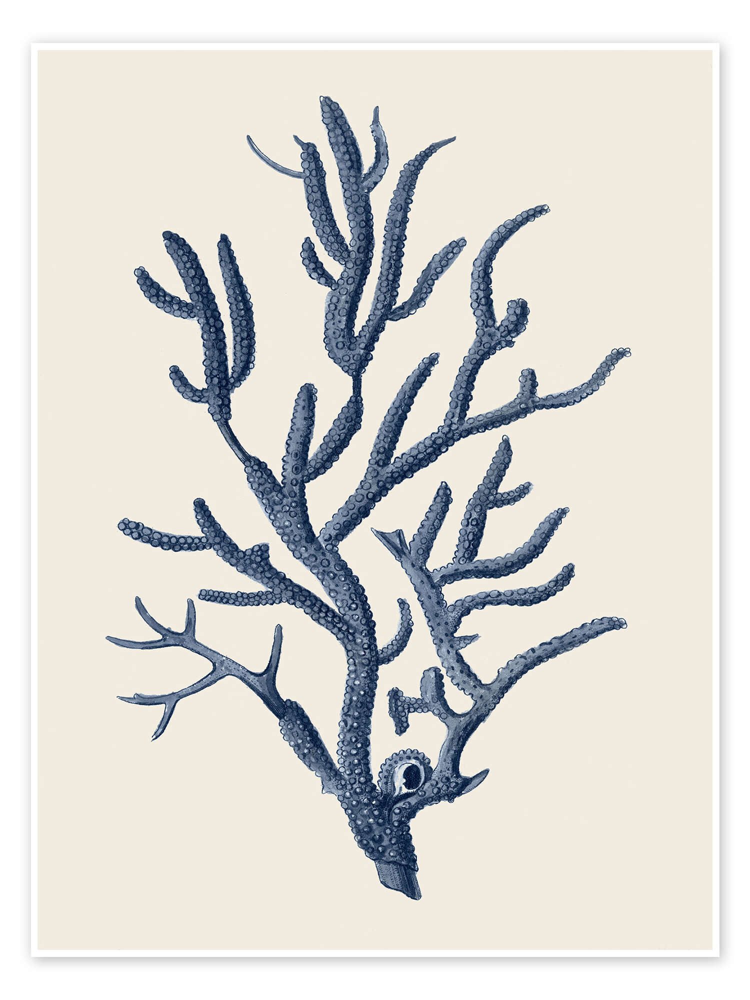 Posterlounge Wandbild Indigo Koralle IV, Vision Studio, erhältlich als Poster, Leinwandbild, Wandsticker oder Acrylglasbild