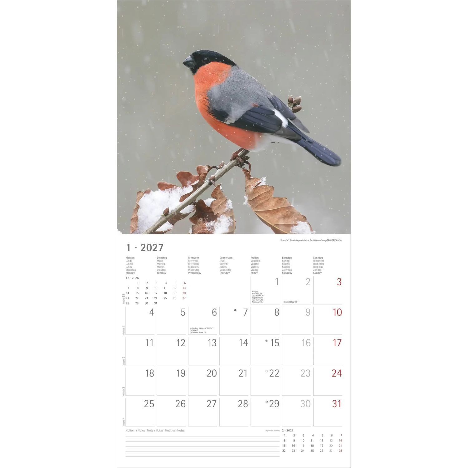 Wandkalender Einheimische Vögel 2027