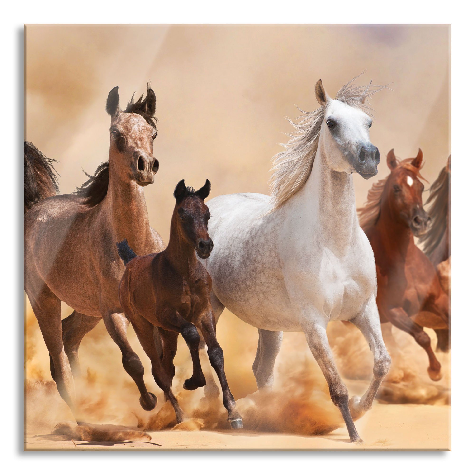Pixxprint Glasbild Western Pferde mit St), Aufhängungen (1 aus Fohlen, Western inkl. Abstandshalter Pferde Glasbild Echtglas, Fohlen mit und