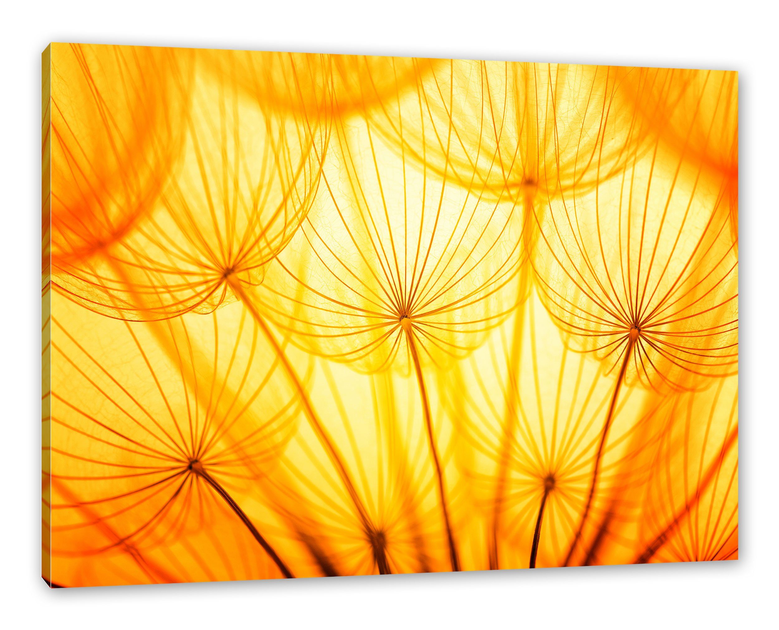 Licht (1 Pusteblumen Pusteblumen inkl. bespannt, Leinwandbild St), Licht, Leinwandbild oranges Pixxprint fertig Zackenaufhänger oranges